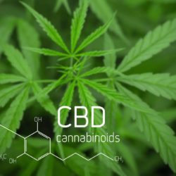 Канабидиол (CBD) - какво знаем и какво все още не подозираме за него